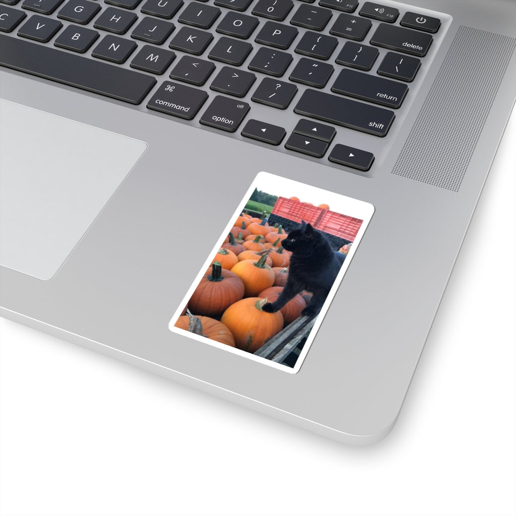 Black Kitty on Pumpkins Sticker