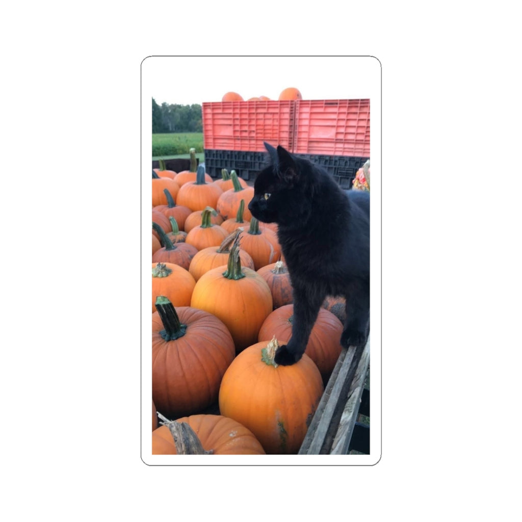 Black Kitty on Pumpkins Sticker