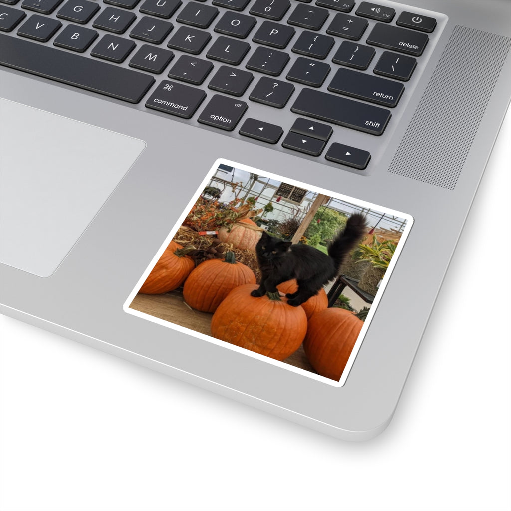 Black Kitty on Pumpkins