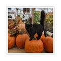 Black Kitty on Pumpkins